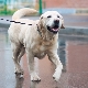 Yellow Labrador: คำอธิบายเนื้อหาและตัวเลือกชื่อ