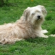 Pyrenean Shepherd: คุณสมบัติและเนื้อหา