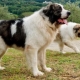 Pyrenean Mastiff: สายพันธุ์นี้คืออะไรและจะดูแลได้อย่างไร?