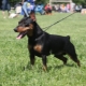 ข้อดีและข้อเสียของสุนัขสายพันธุ์ Zergpinscher