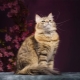 Mga karaniwang kulay ng siberian cats