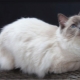 Ragdoll: รูปแบบสี, กฎของตัวละครและเนื้อหา