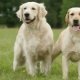 Retriever และ Labrador: อะไรคือความแตกต่าง?