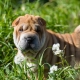Shar Pei: ลักษณะสายพันธุ์ข้อดีและข้อเสีย