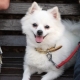 สายรัดปลอกคอและสายจูงสำหรับ Spitz