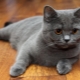 Scottish Straight Cats: คำอธิบายสายพันธุ์ชนิดสีและเนื้อหา