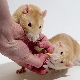 หนูมีอายุกี่ปีและมันขึ้นอยู่กับอะไร?