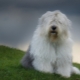 สุนัขหางสั้น: คำอธิบายของ Old English Sheepdogs, ความแตกต่างของเนื้อหาของพวกเขา