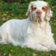 Climber Spaniel: มันมีลักษณะอย่างไรและจะดูแลอย่างไร?