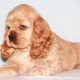 ตัดผม American Cocker Spaniel