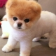 ตัดผม Spitz ภายใต้หมี: การเตรียมการและขั้นตอนโดยขั้นตอนรูปแบบ