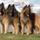 Tervuren: คำอธิบายสายพันธุ์และเนื้อหา
