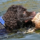 Water Spaniel: ลักษณะประเภทและรายละเอียดของเนื้อหา