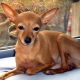 All about Chihuahua type dir