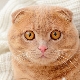 ทุกอย่างเกี่ยวกับการตัดอัณฑะและการทำหมันของสก๊อต lop-eared