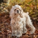 ทุกอย่างเกี่ยวกับ American Cocker Spaniel
