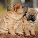 ทุกอย่างเกี่ยวกับ sharpei