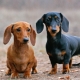 ทุกอย่างเกี่ยวกับ dachshunds