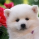 Spitz ญี่ปุ่น: คำอธิบายสายพันธุ์ตัวเลือกสีและกฎการดูแล