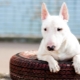Terrier Bull ที่อันตรายคืออะไร?