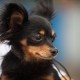 Black Russian toy terriers: what do dogs look like and how to care for them?