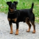 Black Jack Russell Terrier: features of appearance and rules of content