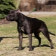 Black Pitbull: คำอธิบายและความแตกต่างของเนื้อหา