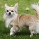 Decorative dogs: breed description and content