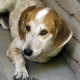 Mongols: description of purebred dogs and the subtleties of their cultivation