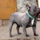 Blue French Bulldog: มันมีลักษณะอย่างไรและจะดูแลอย่างไร?