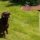 How to teach a dog team voice?