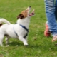 How to teach a dog to the street?