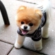 Dwarf dog breeds: advantages and disadvantages, types, selection and care