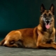 Malinois: คำอธิบายของสายพันธุ์ธรรมชาติและการเพาะปลูก