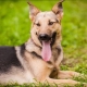 Metis Sheepdogs: คุณสมบัติประเภทและเคล็ดลับในการเลือก