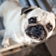Pugs: คำอธิบายตัวละครสีและตัวเลือก