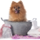 Is it possible to wash the dog with human shampoo?