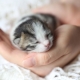 ลูกแมวแรกเกิด: การพัฒนาและกฎการดูแล