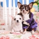 Description of breeds dogs, which not smell dog