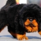 Rare breeds of dogs