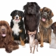The strongest dogs in the world: a review and advice on choosing