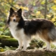Sheltie: คำอธิบายของสุนัข, รูปแบบสีและคุณสมบัติของเนื้อหา