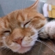 Six Finged Cats: Origin and Characteristics
