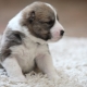 การรักษาและเลี้ยงลูกสุนัขไว้ที่ 2 เดือน