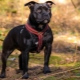 Staffordshire Bull Terrier: คำอธิบายสายพันธุ์รายละเอียดการดูแล