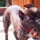 Staffordshire terrier-colored terrier: how it looks and how to contain it?