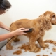ตัดผม Cocker Spaniel: ประเภทและขั้นตอน
