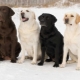 ทุกอย่างเกี่ยวกับ Labrador Retrievers