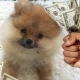 All about dog taxes