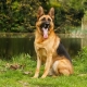 ทุกอย่างเกี่ยวกับ German Shepherds